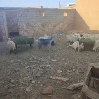 بره بز گوسفند چپش بزغاله میش شیشک گاو گوساله|حیوانات مزرعه|اصفهان, شهرستان|دیوار