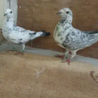 کبوتر|پرنده|تربت‌حیدریه, باغ ملی|دیوار