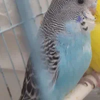 مرغ عشق انگلیسی