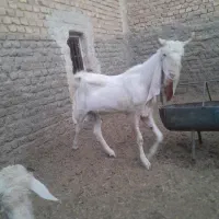 کره چپش گلابی|حیوانات مزرعه|اردکان, |دیوار