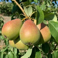 فروش نهال گلابی کوشیا