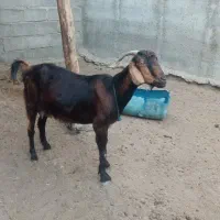 کهر محلی