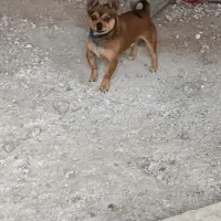 سلام سگ شیووانر اصل نژاددارخوب