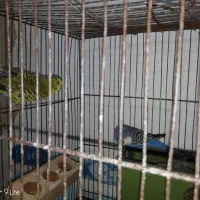 فروش یک جفت مرغ عشق|پرنده|داراب, |دیوار