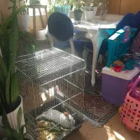 واگذاری خرگوش وا گذاری