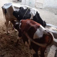 سلام فروش گاو درجه یک|حیوانات مزرعه|بهبهان, |دیوار