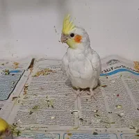 جوجه عروس هلندی ۵۰روزه