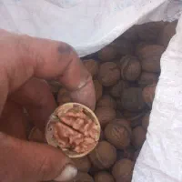 گردو|خوردنی و آشامیدنی|ایلام, |دیوار
