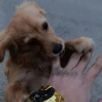 سگ گمشده|حیوانات|ورامین, خیر آباد|دیوار