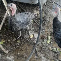 بوقلمون|حیوانات مزرعه|بهشهر, |دیوار