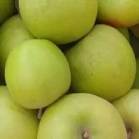 سیب گلاب خوشمزه پاییزی