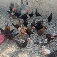 جوجه محلی اصل