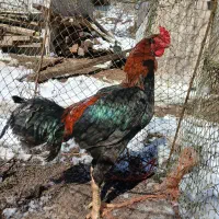 خروس لاری|حیوانات مزرعه|رشت, کوی فکوری|دیوار