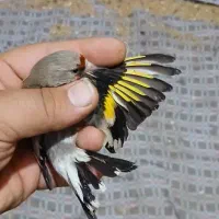 ۳۰ عدد سره ماده ۴۵۰ قناری