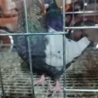 فروش ماده سینه سرور