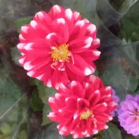 گل کوکب و گل پرمولا