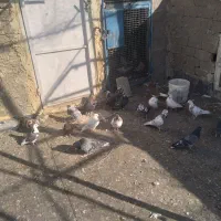 کفترفروشی|پرنده|آشتیان, |دیوار