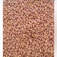 فروش گندم بذری ترابی