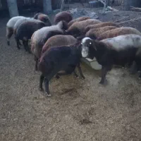 گوسفندهای آبستن|حیوانات مزرعه|تاتار علیا, |دیوار