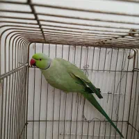 طوطی ملنگو
