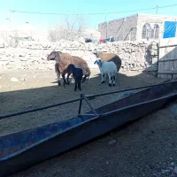 میش|حیوانات مزرعه|تربت جام, والفجر|دیوار