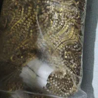 زنجیر نگینی|بدلیجات|زاهدان, |دیوار