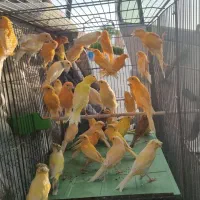 قناری نر و ماده مولد،اماده آماده