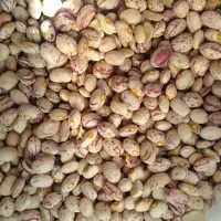 لوبیا چیتی به حال خود