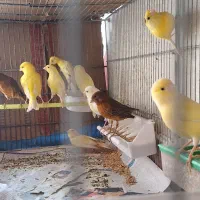 قناری طلایی|پرنده|رشت, منظریه|دیوار