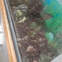 آکواریوم|ماهی|زابل, |دیوار