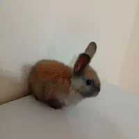 خرگوش|موش و خرگوش|سبزوار, شرق کال عیدگاه|دیوار