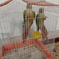 گرینچیک جفت
