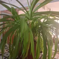 گل پاندانوس