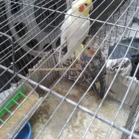 عروس هلندی  جفت خورده باتخم|پرنده|رشت, رودباری|دیوار