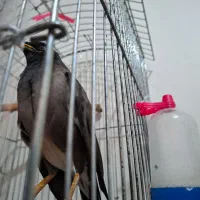 پرنده مینا|پرنده|تهران, جیحون|دیوار