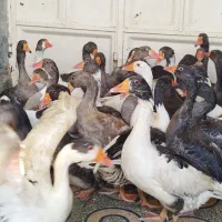 فروش مرغ و غاز