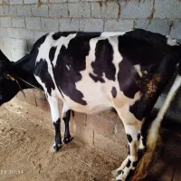 فروش لیسه هلشتاین ۲۴ماهه گوساله ۱۳ ماهه|حیوانات مزرعه|تالش, جوکندان|دیوار