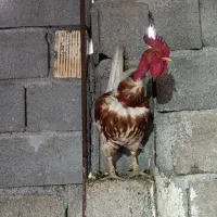 جوجه یک روزه میخام