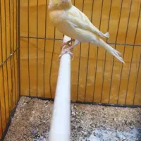 قناری نر قرص