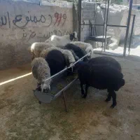 میش بره نر گوسفند