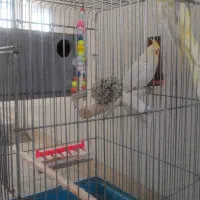 عروس هلندی