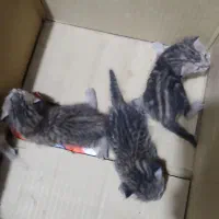 تعداد سه پیشی گربه ناز