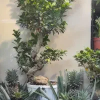 بنسای ، بونسای خاص|گل و گیاه طبیعی|فولادشهر, فولادشهر|دیوار