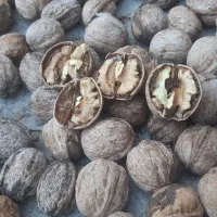 فروش گردو به صورت عمده نزدیک به 250 کیلو