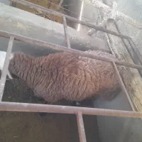 بره نر چاق
