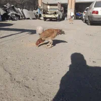 مرغ لاری زینتی|پرنده|اسلام‌شهر, شهرک لاله|دیوار