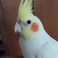 عروس هلندی لوتینو دستی|پرنده|خواف, |دیوار