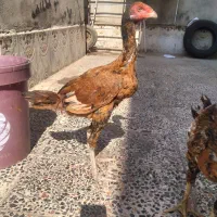 یک عددجوجه خروس لاری