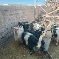 12راس پازن چاق تخت هم برا بذری هم قصابی|حیوانات مزرعه|نی‌ریز, |دیوار
