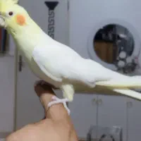 عروس هلندی با قفس